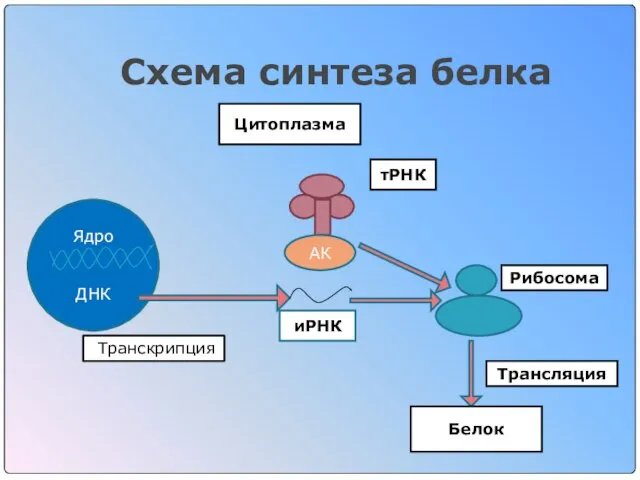 Схема синтеза белка Ядро ДНК иРНК тРНК Рибосома Цитоплазма Белок Трансляция Транскрипция АК