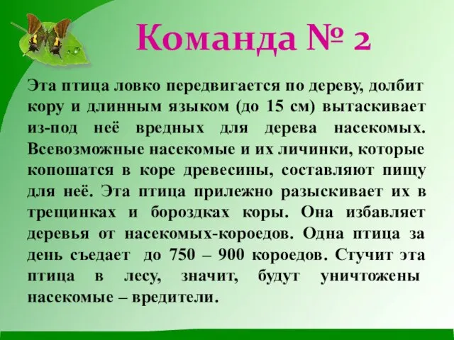 Эта птица ловко передвигается по дереву, долбит кору и длинным языком (до