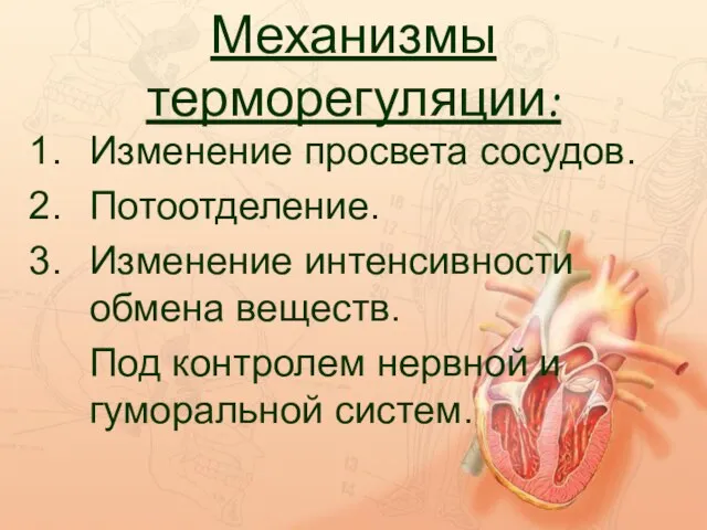 Механизмы терморегуляции: Изменение просвета сосудов. Потоотделение. Изменение интенсивности обмена веществ. Под контролем нервной и гуморальной систем.