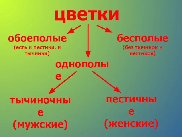 цветки обоеполые (есть и пестики, и тычинки) однополые бесполые (без тычинок и