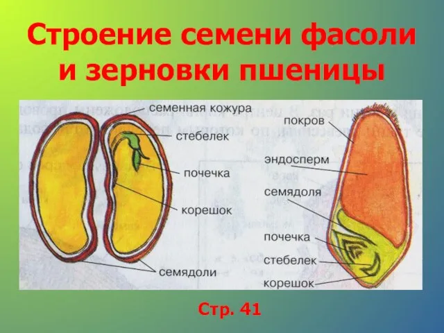 Строение семени фасоли и зерновки пшеницы Стр. 41