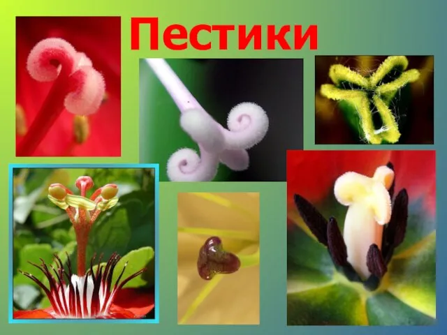 Пестики