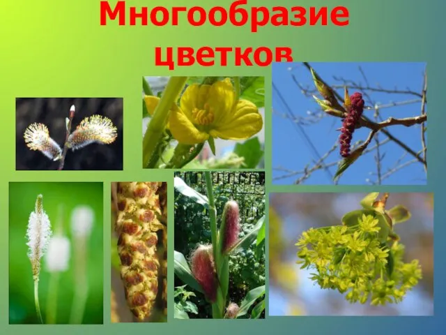 Многообразие цветков