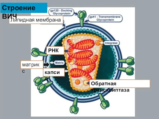 РНК Обратная транскриптаза капсид Липидная мембрана матрикс Строение ВИЧ