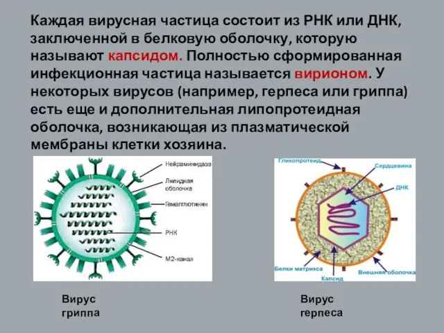 Каждая вирусная частица состоит из РНК или ДНК, заключенной в белковую оболочку,