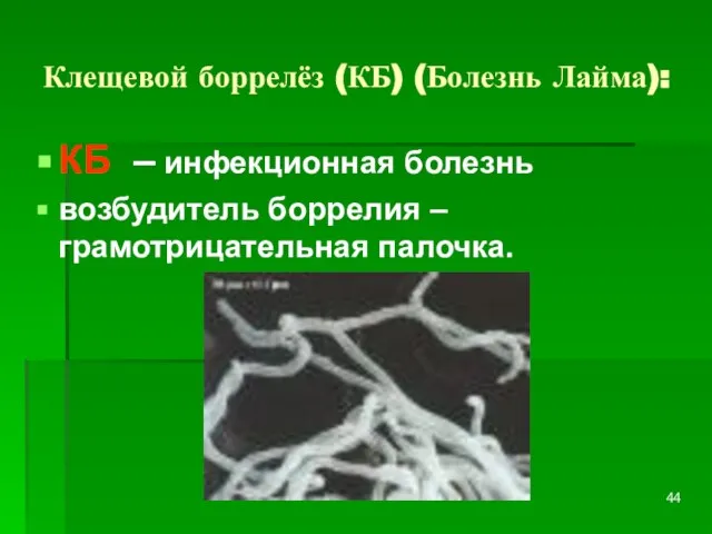 Клещевой боррелёз (КБ) (Болезнь Лайма): КБ – инфекционная болезнь возбудитель боррелия – грамотрицательная палочка.