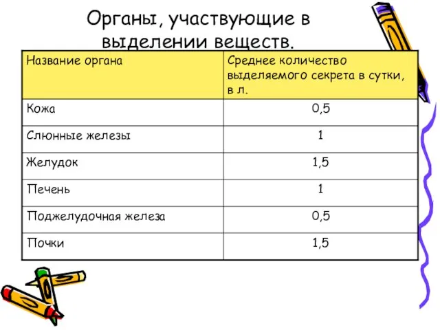 Органы, участвующие в выделении веществ.