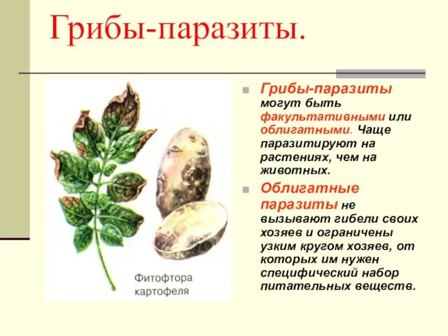 Грибы-паразиты. Грибы-паразиты могут быть факультативными или облигатными. Чаще паразитируют на растениях, чем