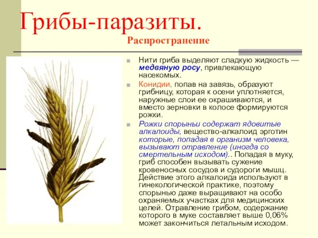 Грибы-паразиты. Распространение Нити гриба выделяют сладкую жидкость — медвяную росу, привлекающую насекомых.