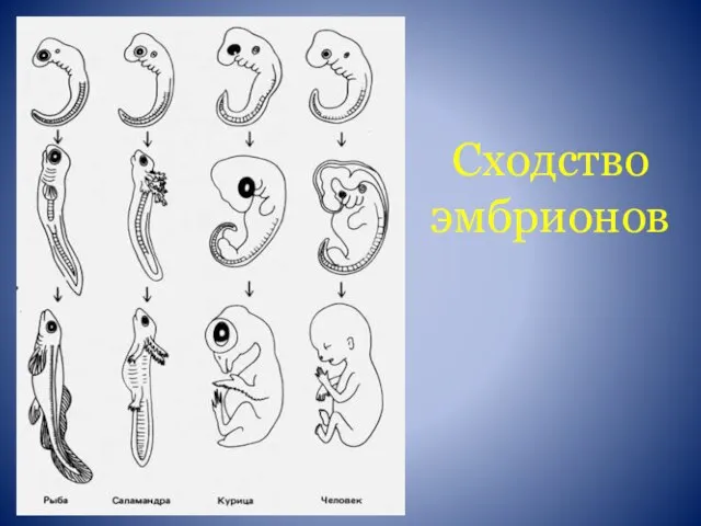 Сходство эмбрионов
