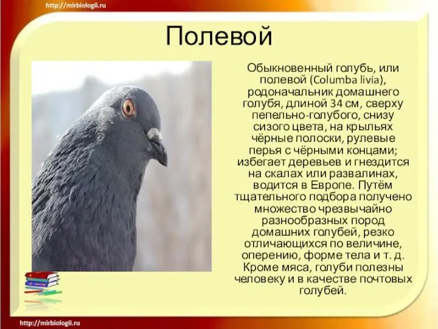 Полевой Обыкновенный голубь, или полевой (Columba livia), родоначальник домашнего голубя, длиной 34