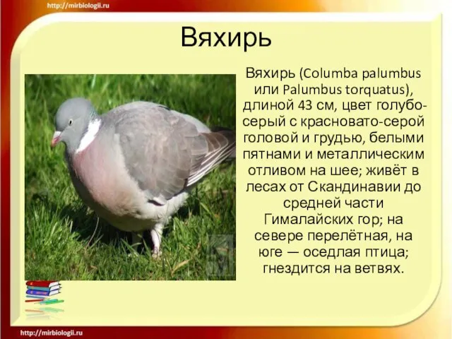 Вяхирь Вяхирь (Columba palumbus или Palumbus torquatus), длиной 43 см, цвет голубо-серый