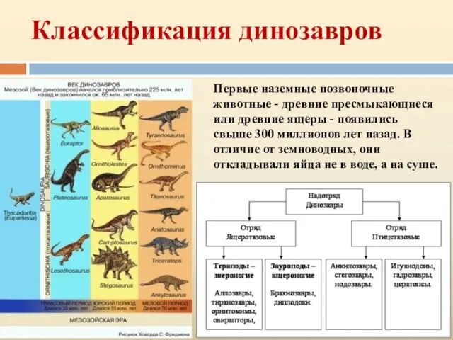 Классификация динозавров Первые наземные позвоночные животные - древние пресмыкающиеся или древние ящеры