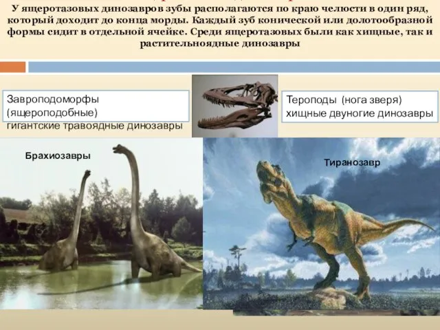 Ящеротазовые динозавры У ящеротазовых динозавров зубы располагаются по краю челюсти в один