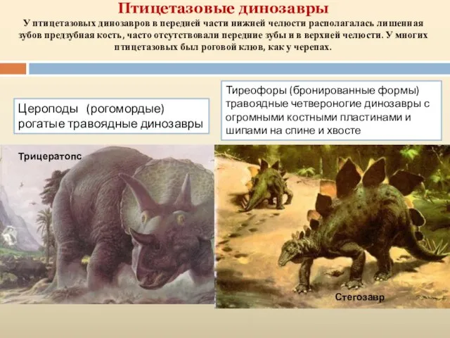 Птицетазовые динозавры У птицетазовых динозавров в передней части нижней челюсти располагалась лишенная