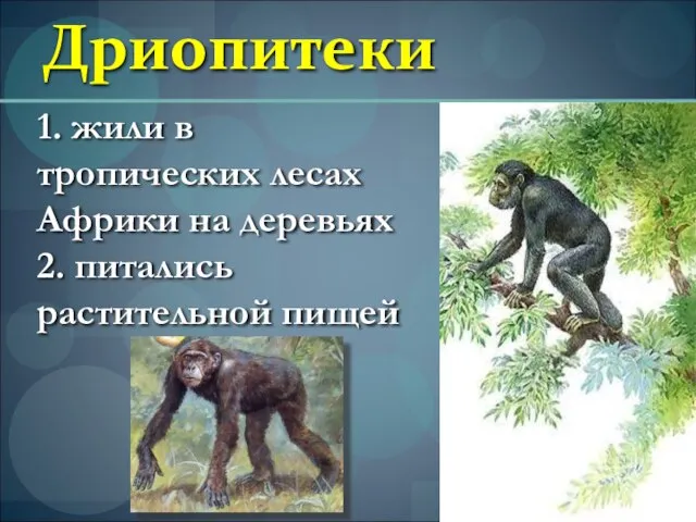 Дриопитеки 1. жили в тропических лесах Африки на деревьях 2. питались растительной пищей