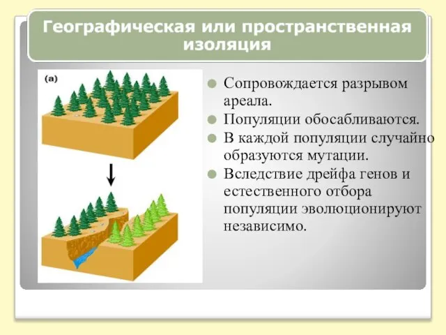 Сопровождается разрывом ареала. Популяции обосабливаются. В каждой популяции случайно образуются мутации. Вследствие