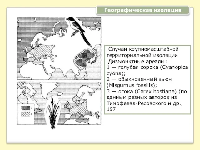 Случаи крупномасштабной территориальной изоляции Дизъюнктные ареалы: 1 — голубая сорока (Cyanopica cyona);