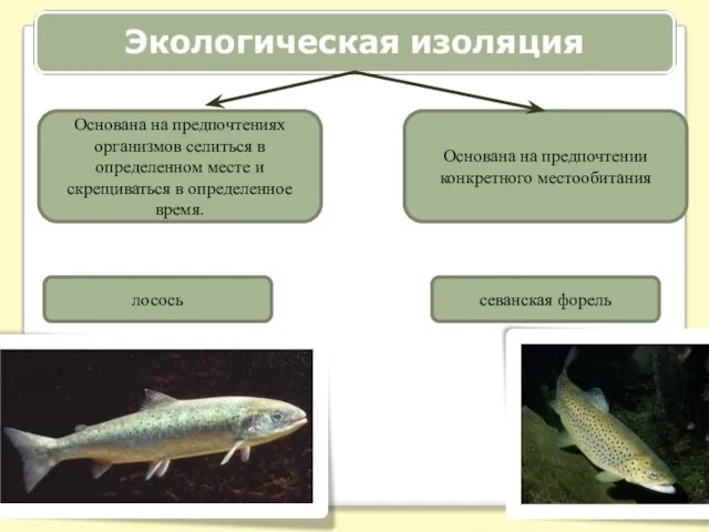 Основана на предпочтениях организмов селиться в определенном месте и скрещиваться в определенное