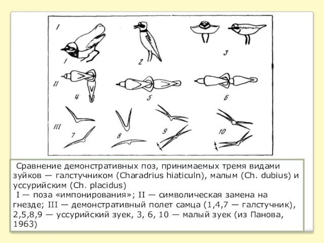 Сравнение демонстративных поз, принимаемых тремя видами зуйков — галстучником (Charadrius hiaticuln), малым