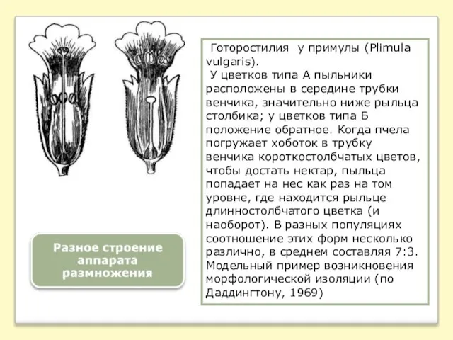 Готоростилия у примулы (Plimula vulgaris). У цветков типа А пыльники расположены в