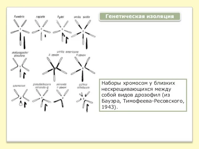 Наборы хромосом у близких нескрещивающихся между собой видов дрозофил (из Бауэра, Тимофеева-Ресовского, 1943).