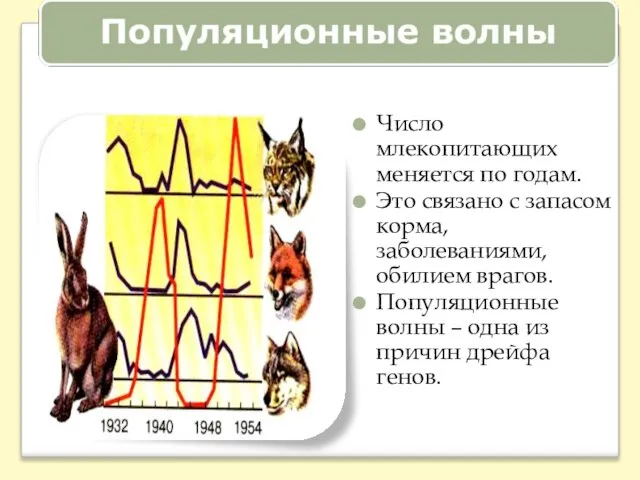 Число млекопитающих меняется по годам. Это связано с запасом корма, заболеваниями, обилием