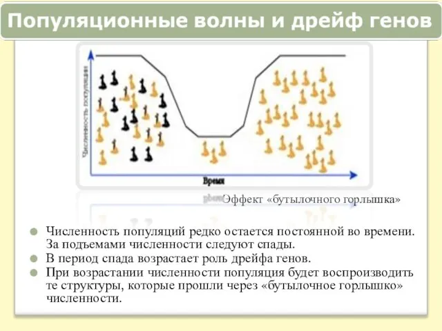 Эффект «бутылочного горлышка» Численность популяций редко остается постоянной во времени. За подъемами