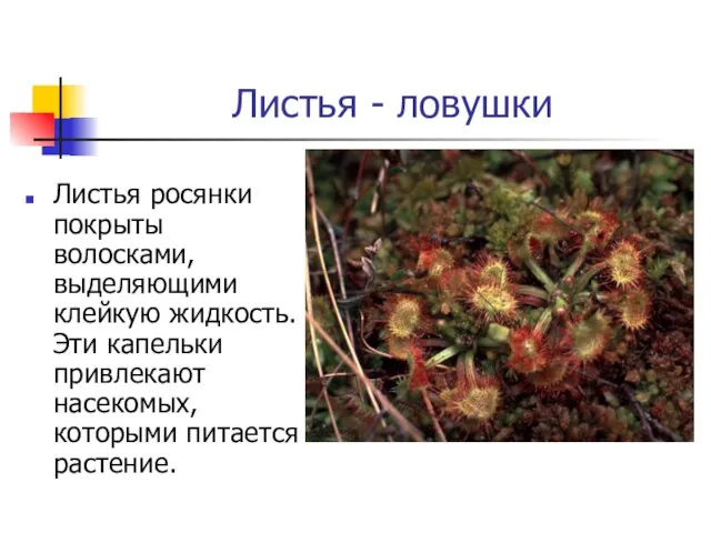 Листья - ловушки Листья росянки покрыты волосками, выделяющими клейкую жидкость. Эти капельки