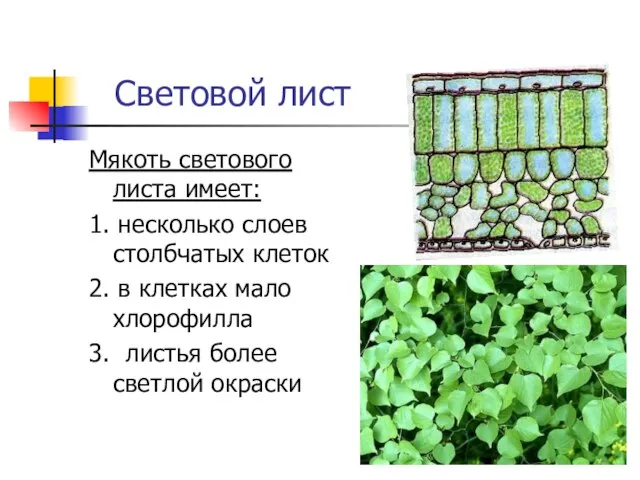 Световой лист Мякоть светового листа имеет: 1. несколько слоев столбчатых клеток 2.