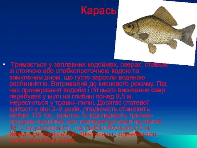 Карась Тримається у заплавних водоймах, озерах, ставках зі стоячою або слабкопроточною водою