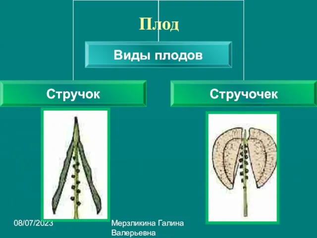 08/07/2023 Мерзликина Галина Валерьевна Плод