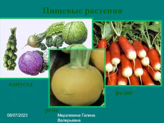 08/07/2023 Мерзликина Галина Валерьевна Пищевые растения редис капуста репа