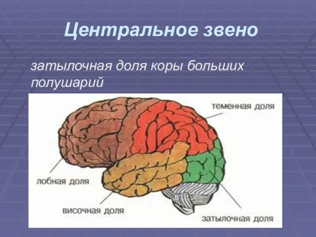 Центральное звено затылочная доля коры больших полушарий