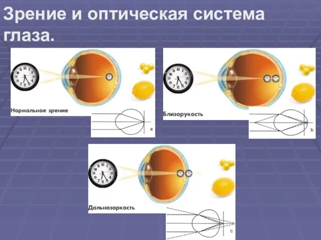 Зрение и оптическая система глаза.