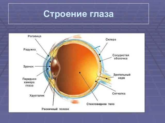 Строение глаза