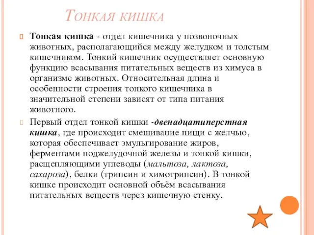 Тонкая кишка Тонкая кишка - отдел кишечника у позвоночных животных, располагающийся между