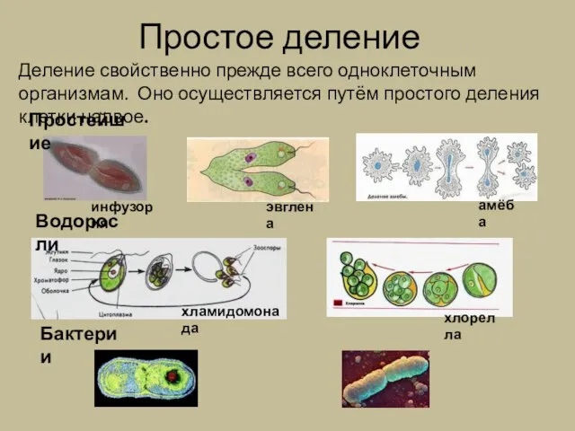 Простое деление Простейшие Водоросли Бактерии инфузория эвглена амёба хламидомонада хлорелла Деление свойственно