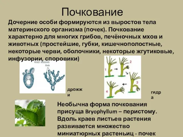 Почкование Необычна форма почкования присуща Bryophyllum – перистому. Вдоль краев листьев растения