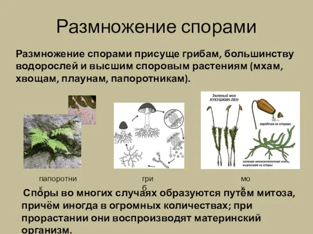 Размножение спорами Споры во многих случаях образуются путём митоза, причём иногда в