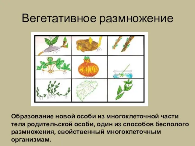 Вегетативное размножение Образование новой особи из многоклеточной части тела родительской особи, один