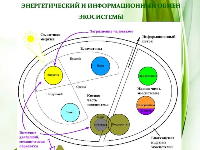 Энергетический и информационный обмен экосистемы