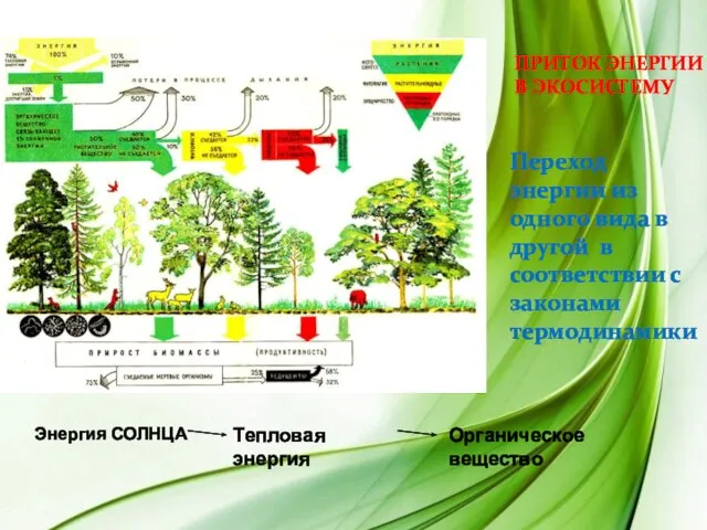 Приток энергии в экосистему Переход энергии из одного вида в другой в