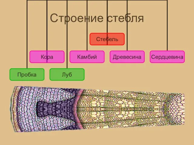 Строение стебля