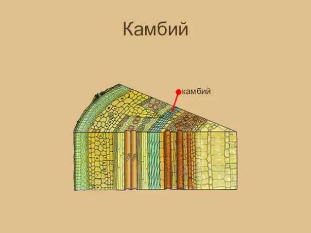 Камбий