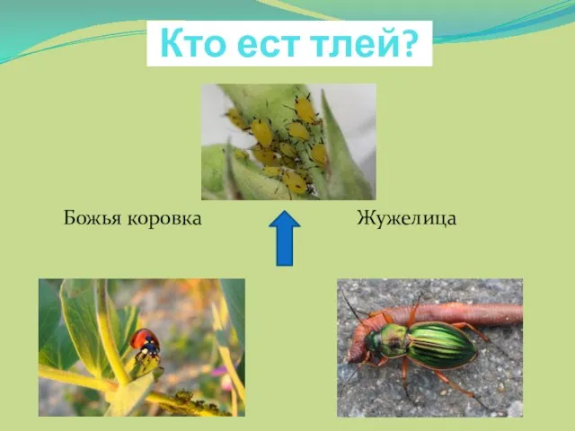 Кто ест тлей? Божья коровка Жужелица