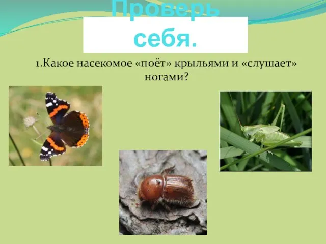 1.Какое насекомое «поёт» крыльями и «слушает» ногами? Проверь себя.