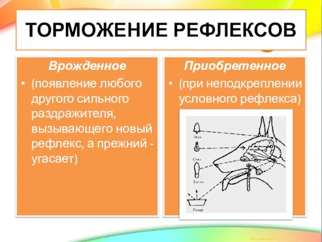 ТОРМОЖЕНИЕ РЕФЛЕКСОВ Врожденное (появление любого другого сильного раздражителя, вызывающего новый рефлекс, а