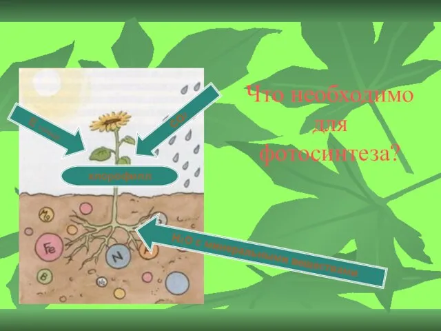 Что необходимо для фотосинтеза? Н2О с минеральными веществами Е солнца СО2 хлорофилл
