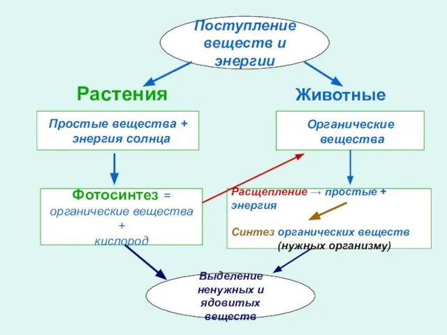 Растения Животные Поступление веществ и энергии Простые вещества + энергия солнца Фотосинтез